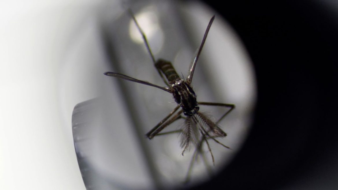 Sivrisinekler gelişir ve ölümcül hastalıkları yeni alanlara taşır.  İşte önemli bir neden