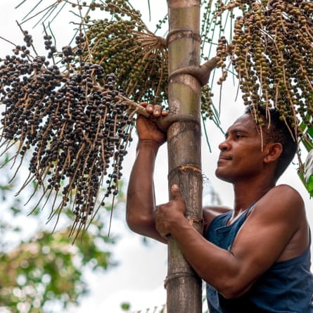 “Burada sihir yapıyoruz”: Amazon topluluğu çikolatadan yapılmış bir gelecek yaratıyor |  Küresel gelişme
