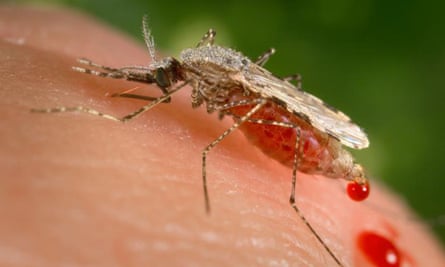 Dünya Sağlık Örgütü’ne göre iklim krizi sıtmayla mücadelede “önemli bir risk” oluşturuyor |  sıtma